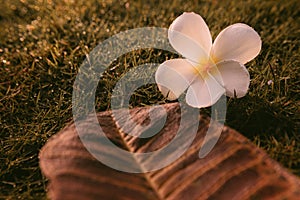 Beautiful frangipani flowers with fall leaf, Closeup falling on grass garden in the morning