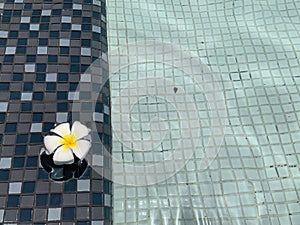 A beautiful Frangipani or Plumeria flower floating in clear swimming pool