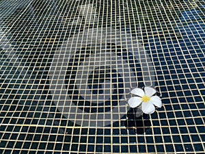 A beautiful Frangipani or Plumeria flower floating in clear swimming pool