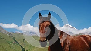 A beautiful free brown horse with a black mane walks in the mountains on a sunny summer day. Stallion portrait close-up