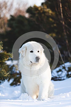 Beautiful and free maremmano abruzzese sheepdog. Portrait of big white fluffy dog is on the snow in the forest in winter