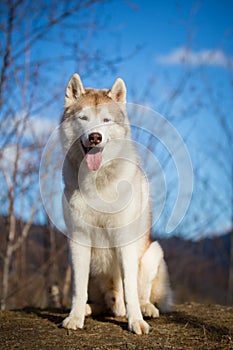 Beautiful, free and prideful Siberian Husky dog with tonque hanging out sitting in the forest in late autumn