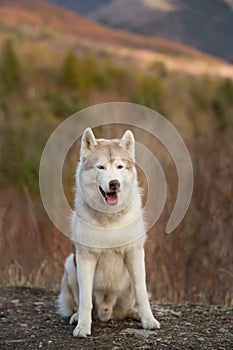 Beautiful, free and prideful Siberian Husky dog with tonque hanging out sitting in the forest in late autumn