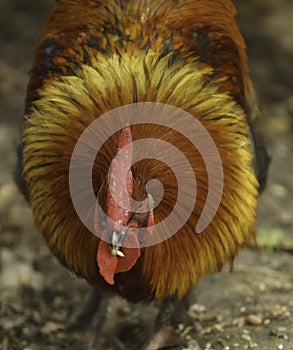 A beautiful free range Rhode Island Red rooster with its hackles up