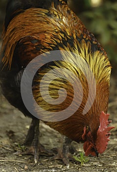 A beautiful free range Rhode Island Red rooster with red comb and wattles