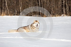 Beautiful and free siberian husky dog lying in the snow field in winter at sunset