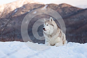 Beautiful and free Siberian Husky dog lying is on the snow in winter forest at sunset on bright mountain background