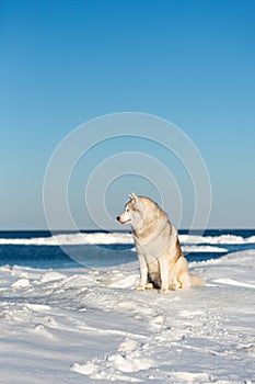 Beautiful and free Siberian husky dog sitting on ice floe on the frozen Okhotsk sea background