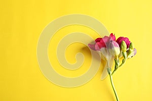 Beautiful freesia flower on color background, top view.