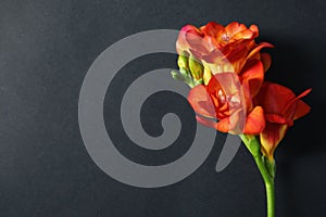 Beautiful freesia flower on dark background. Space for text