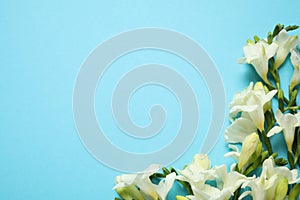 Beautiful freesia flowers on blue background, flat lay. Space for text