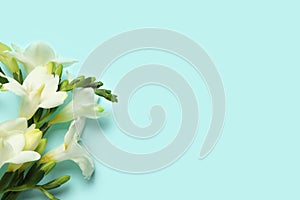 Beautiful freesia flowers on blue background, flat lay. Space for text