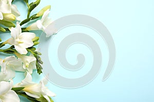 Beautiful freesia flowers on blue background, flat lay. Space for text