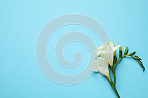 Beautiful freesia flowers on blue background, top view. Space for text