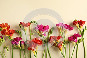 Beautiful freesia flowers on color background, flat lay.