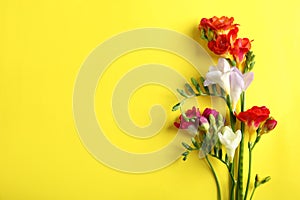 Beautiful freesia flowers on color background, top view.