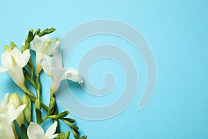 Beautiful freesia flowers on light blue background, flat lay. Space for text