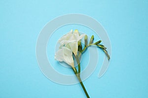 Beautiful freesia flowers on light blue background, top view