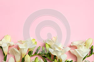 Beautiful freesia flowers on light pink background, flat lay. Space for text