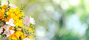 Beautiful freesia flowers outdoors on sunny day, space for text. Banner design
