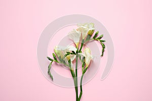 Beautiful freesia flowers on pink background, top view