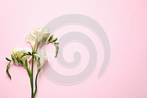 Beautiful freesia flowers on pink background, top view. Space for text