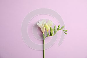 Beautiful freesia with fragrant flowers on background, top view