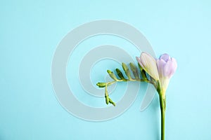 Beautiful freesia with fragrant flowers on background, top view. Space for text