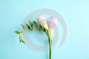 Beautiful freesia with fragrant flowers on color background