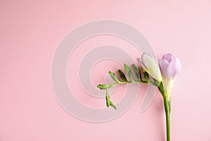 Beautiful freesia with fragrant flowers on color background, top view