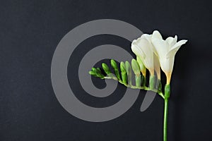 Beautiful freesia with fragrant flowers on dark background. Space for text