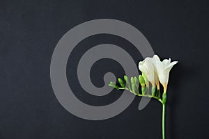 Beautiful freesia with fragrant flowers on dark background, top view