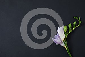 Beautiful freesia with fragrant flowers on dark background, top view.