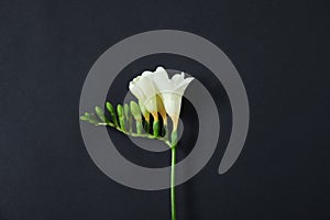 Beautiful freesia with fragrant flowers on dark, top view