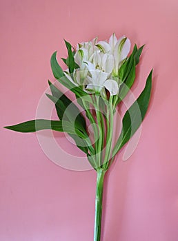 Beautiful freesia with leaves and fragrant flowers on color background, top view