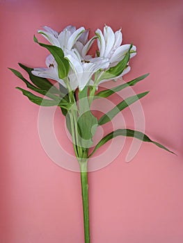 Beautiful freesia with leaves and fragrant flowers on color background, top view