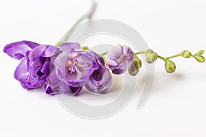 Beautiful freesias flowers on white background