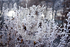Beautiful freezed plants, winter colors