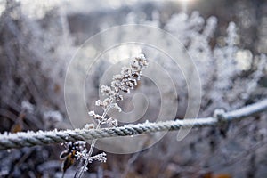 Beautiful freezed plants, winter colors