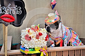 The beautiful french bulldog caipirinha dressed as a hillbilly in the stall with the popcorn cake