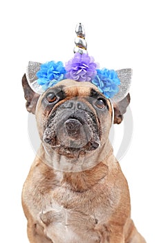 Beautiful French Bulldog dog dressed up as unicorn with costume headband with silver horn and flowers on white background