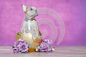 Beautiful French Bulldog dog puppy hatching out of golden egg shell next to roses