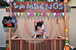 Beautiful French Bulldog in a redneck dress and bow at the head free kissing booth