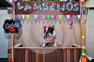 Beautiful French Bulldog in a redneck dress and bow at the head free kissing booth