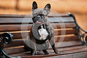Beautiful French Bulldog sits on a bench against the background