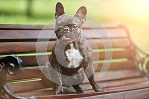 A beautiful French bulldog sits on a bench in the yellow rays of