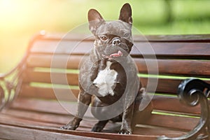 A beautiful French bulldog sits on a bench in the yellow rays of a bright sun against a background of green grass