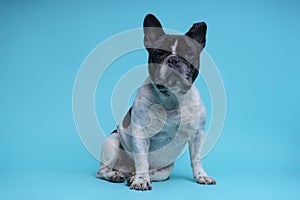 Beautiful French Bulldog sitting looking at camera on blue background. Space for text photo