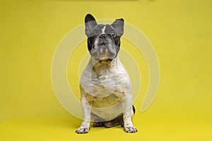 Beautiful French Bulldog sitting looking at camera intently on yellow background. Space for text photo