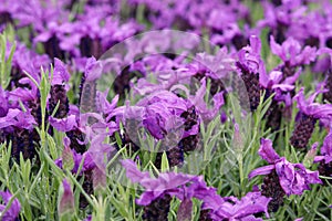 Beautiful french lavender or lavandula pedunculata or Butterfly lavender flowers in summer garden.